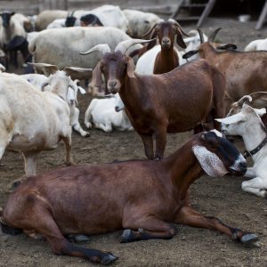 farm with goats
